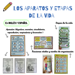 etapasdelavida.png